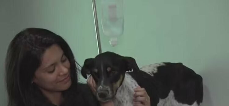 Pelo menos 100 cães morrem de cinomose em cidade da Bahia