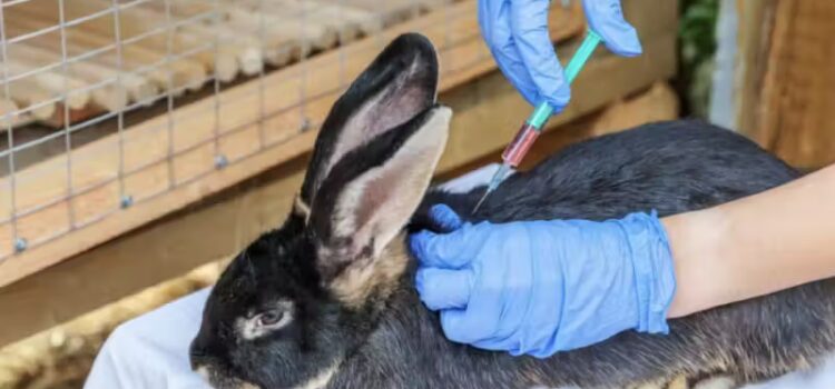 Anvisa determina que animais não precisarão mais ser usados em testes de vacinas