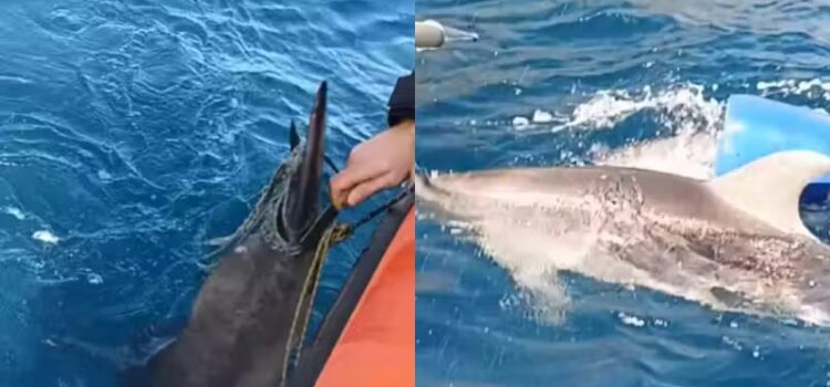 Guarda costeira salva golfinho que estava preso em boia