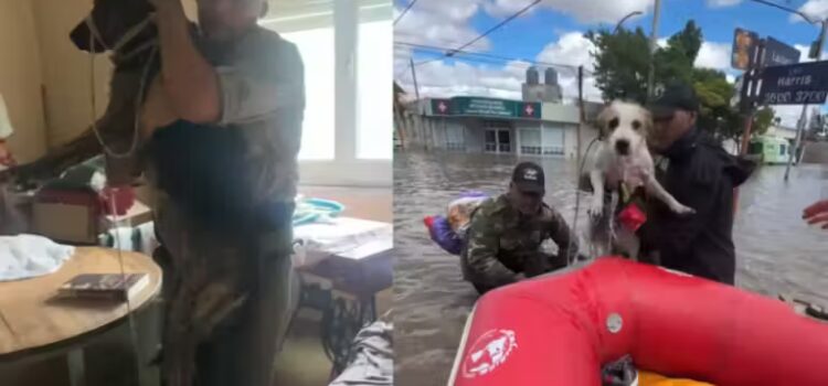 Homem resgata mais de 150 animais das enchentes na Argentina; herói sem capa