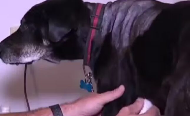 Primeiro cachorro a receber marca-passo vira marco na medicina veterinária no Uruguai