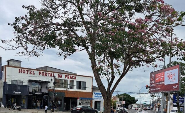 Beleza fora de época: Ipê-Rosa floresce antes da primavera
