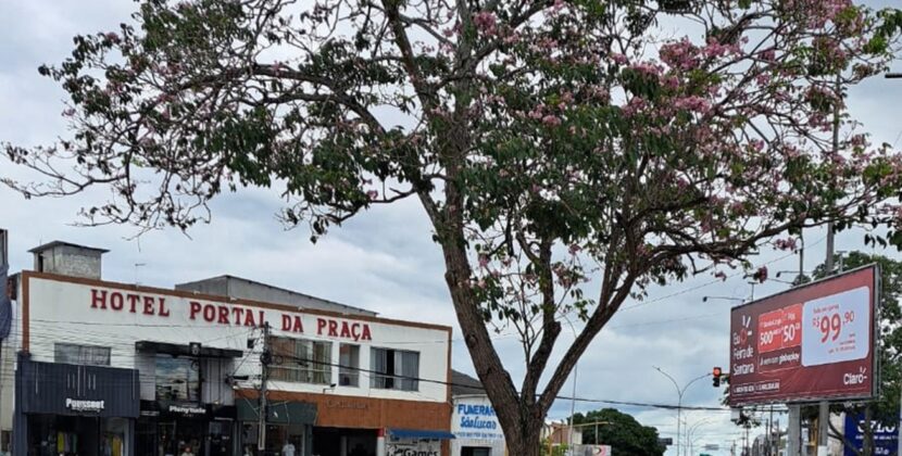 Beleza fora de época: Ipê-Rosa floresce antes da primavera