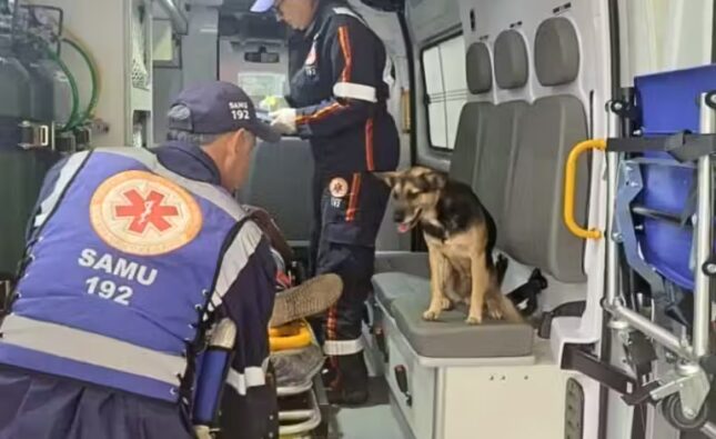A cachorrinha, do RS, pulou na ambulância e foi junto com o tutor idoso, que havia sido atropelado. - Foto: Reprodução/Samu Rio Grande do Sul