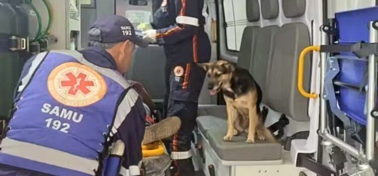 Cachorrinha vai na ambulância com tutor idoso que foi atropelado e ninguém mexe: