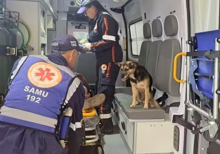 A cachorrinha, do RS, pulou na ambulância e foi junto com o tutor idoso, que havia sido atropelado. - Foto: Reprodução/Samu Rio Grande do Sul