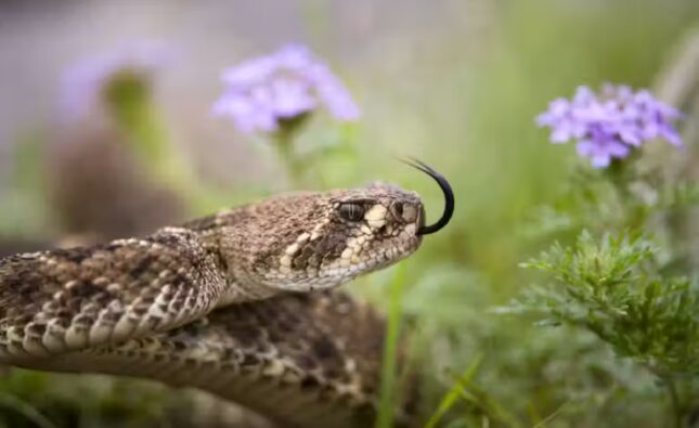 A pesquisa realizada na USP mostrou que o veneno da cobra cascavel consegue matar o câncer de mama agressivo sem prejudicar células saudáveis . - Foto: Joel Sartore