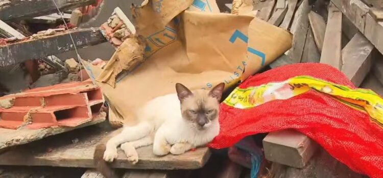 Imóvel de três andares desaba em Salvador e gato é encontrado em meio aos escombros
