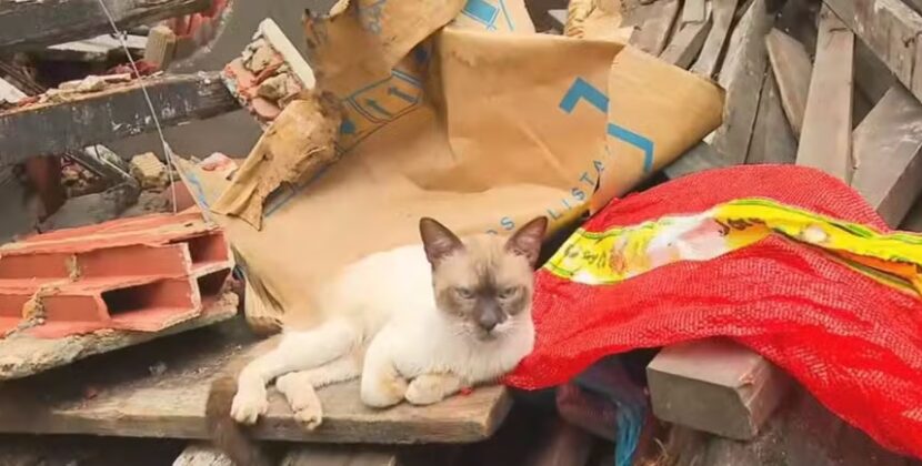 Imóvel de três andares desaba em Salvador e gato é encontrado em meio aos escombros