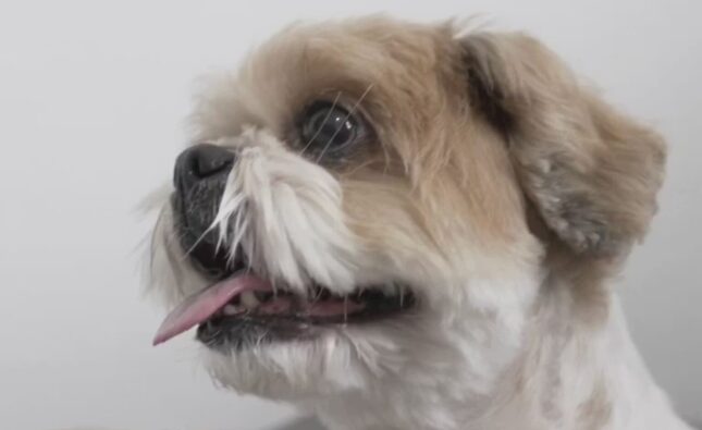 Tratamento brasileiro fez cachorro com paralisia voltar a se movimentar; esperança para humanos