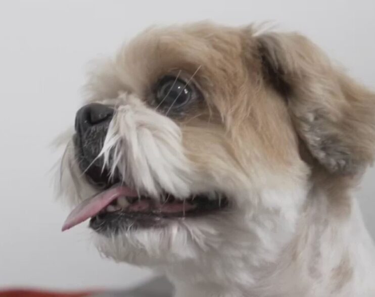 Tratamento brasileiro fez cachorro com paralisia voltar a se movimentar; esperança para humanos