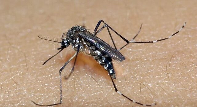 Infecções por Aedes aegypti aumentam riscos à saúde durante a gravidez