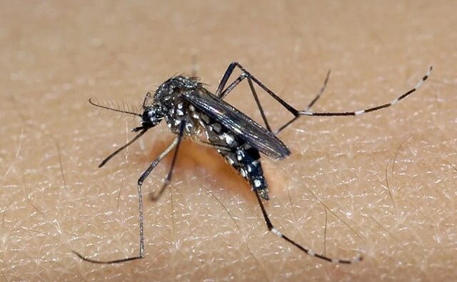 Infecções por Aedes aegypti aumentam riscos à saúde durante a gravidez