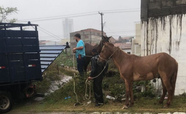 Operação retira cavalos soltos na Lagoa Grande e reforça a segurança da população