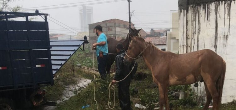 Operação retira cavalos soltos na Lagoa Grande e reforça a segurança da população
