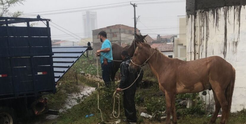 Operação retira cavalos soltos na Lagoa Grande e reforça a segurança da população
