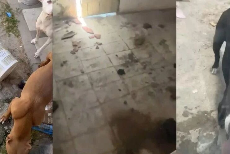 OAB Feira: Comissão de Proteção e Defesa Animal participa de 3ª fase de operação da Polícia Civil