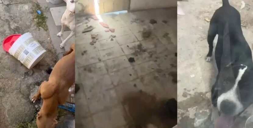 OAB Feira: Comissão de Proteção e Defesa Animal participa de 3ª fase de operação da Polícia Civil