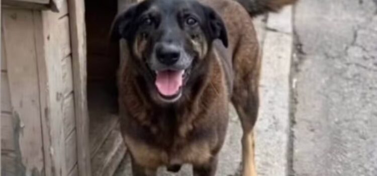 Caso do cão Orelha choca comunidade e expõe violência contra animais em SC