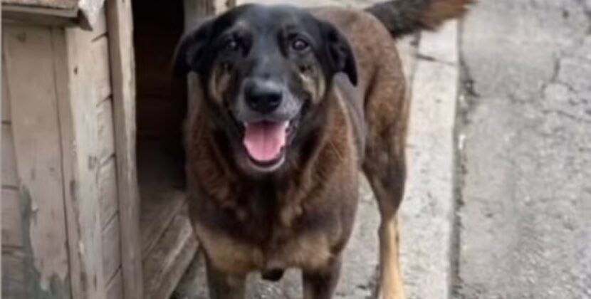 Caso do cão Orelha choca comunidade e expõe violência contra animais em SC