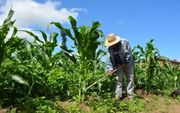Garantia Safra mais que dobra número de beneficiários e passa a atender cerca de 1.300 agricultores em Feira