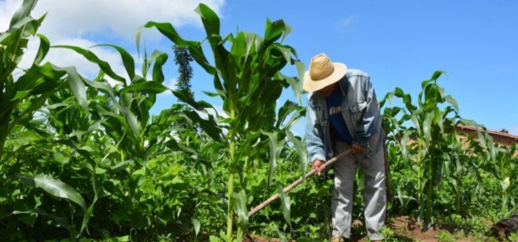 Garantia Safra mais que dobra número de beneficiários e passa a atender cerca de 1.300 agricultores em Feira