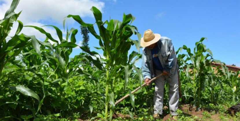 Garantia Safra mais que dobra número de beneficiários e passa a atender cerca de 1.300 agricultores em Feira