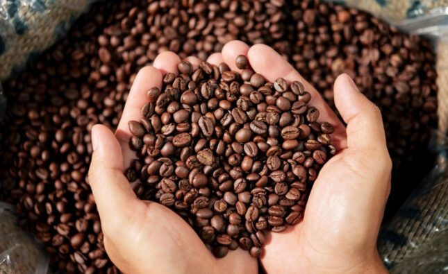 Dia Mundial do Café: Bahia reforça liderança no Nordeste e projeta safra de destaque em 2026