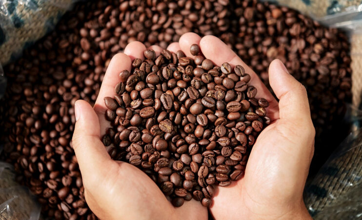 Dia Mundial do Café: Bahia reforça liderança no Nordeste e projeta safra de destaque em 2026