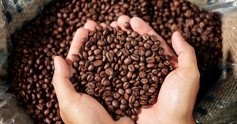 Dia Mundial do Café: Bahia reforça liderança no Nordeste e projeta safra de destaque em 2026