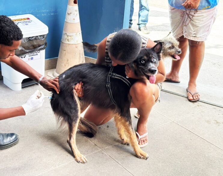 Primeiro sábado de mobilização contra a raiva protege 5.717 cães e gatos em Feira de Santana