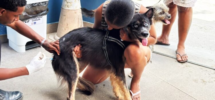 Primeiro sábado de mobilização contra a raiva protege 5.717 cães e gatos em Feira de Santana
