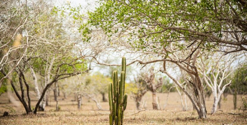 Nordeste tem 319 municípios em emergência e prejuízos de R$ 5,7 bilhões com desastres